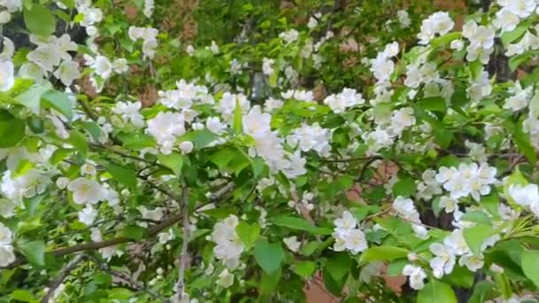 Ανθισμένα Λευκά Λουλούδια Από Μηλιές Στον Κήπο — Αρχείο Βίντεο