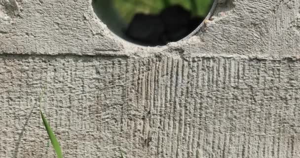 Μαύρα Μυρμήγκια Σέρνονται Τσιμεντένιο Τοίχο Μια Τρύπα — Αρχείο Βίντεο