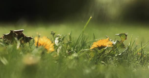 Child Hand Rips Dandelion — Stock Video