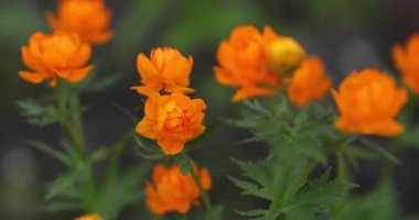 Turuncu Çiçekler Parılda Yaklaş