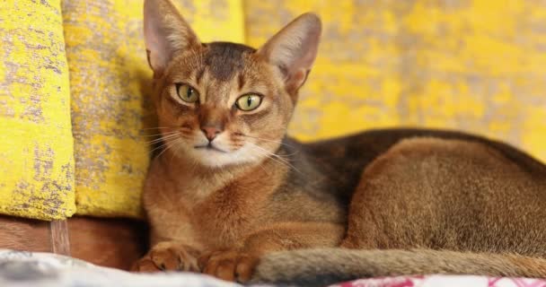 Abessinische Rote Katze Liegt Auf Dem Bett — Stockvideo