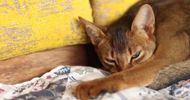 Gato Rojo Abisinio Acostado Cama — Vídeos de Stock