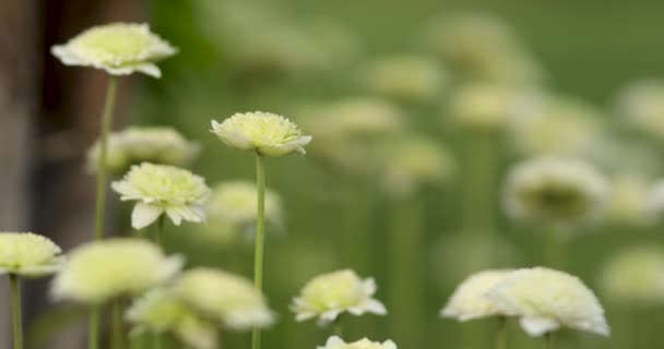 Fleurs Anémone Blanche Sur Fond Herbe Verte — Video