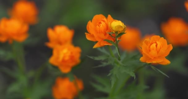 Fleurs Orange Twinkle Fermer — Video