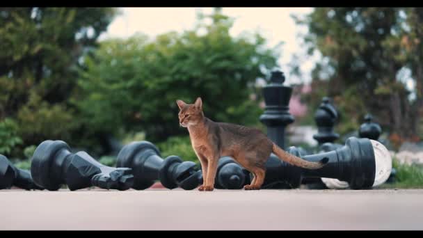 Abisinio Gato Camina Cerca Gran Ajedrez — Vídeo de stock