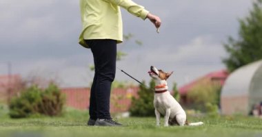 Jack Russell Terrier köpeği havalanıyor ve sahibiyle oynuyor.