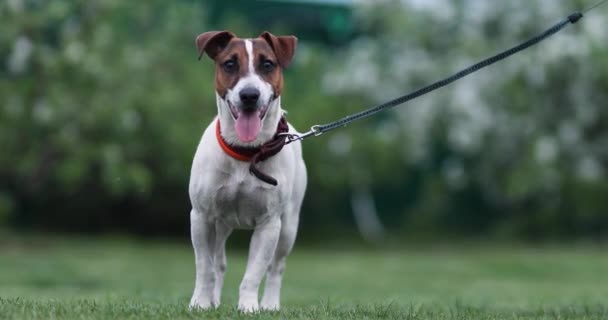 Σκυλί Jack Russell Τεριέ Βόλτες Βράδυ Στο Πράσινο Γρασίδι — Αρχείο Βίντεο