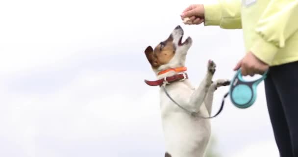 ジャック ラッセル テリアの犬が空中に飛び込みオーナーと遊ぶ — ストック動画