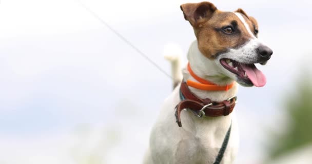 Ράτσα Σκύλου Jack Russell Terrier Close — Αρχείο Βίντεο