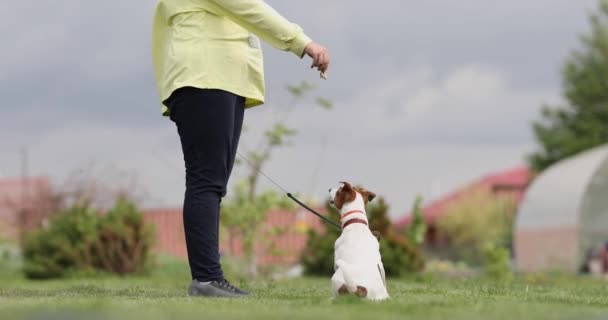 Jack Russell Teriér Pes Vyskočí Vzduchu Hraje Majitelem — Stock video