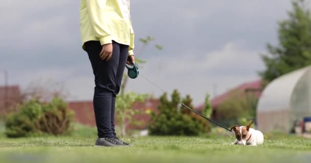 Jack Russell Terrier Dog Jumps Air Plays Owner — Stock Video