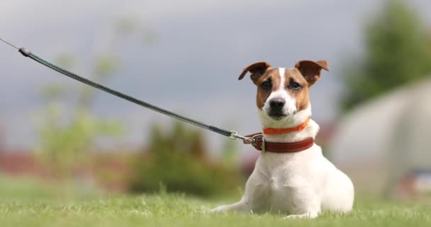 Chien Jack Russell Terrier Repose Sur Herbe Grignote — Video