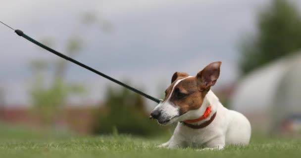 Dog Jack Russell Terrier Ligt Het Gras Knabbelt Een Bot — Stockvideo