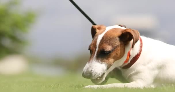 Dog Jack Russell Terrier Lies Grass Nibbles Bone — Stock Video