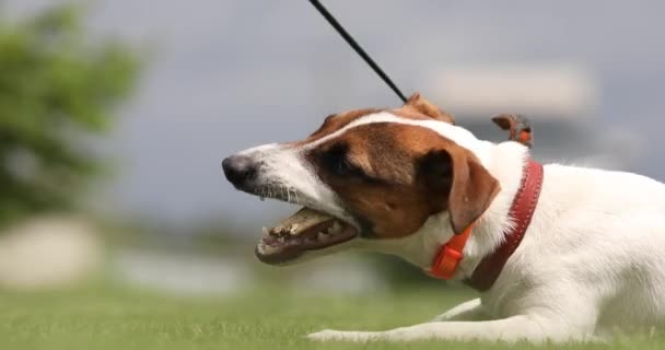 狗杰克 鲁塞尔犬躺在草地上咬骨头 — 图库视频影像