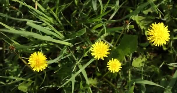Маленькие Желтые Одуванчики Траве — стоковое видео