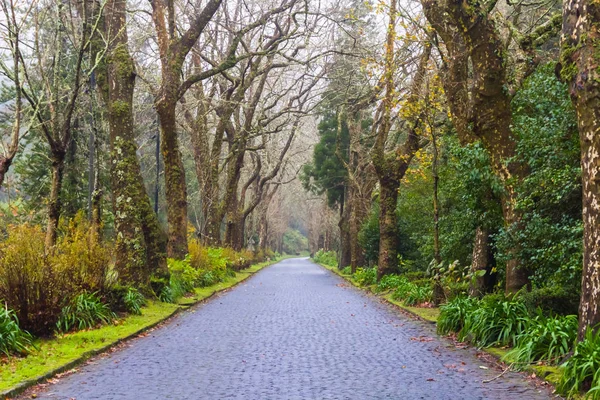 Strada panoramica sull'isola di Sao Miguel, Azzorre, Portogallo — Foto Stock