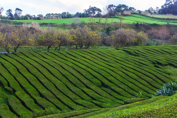 Tea plantation on island Sao Miguel, Azores, Portugal — Stock Photo, Image