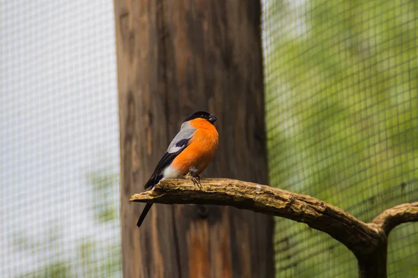Buatiful bird with orange chest sitting on branch in Prague zoo, Czech republic