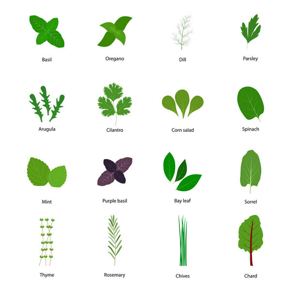 Set of culinary herbs, vector illustration