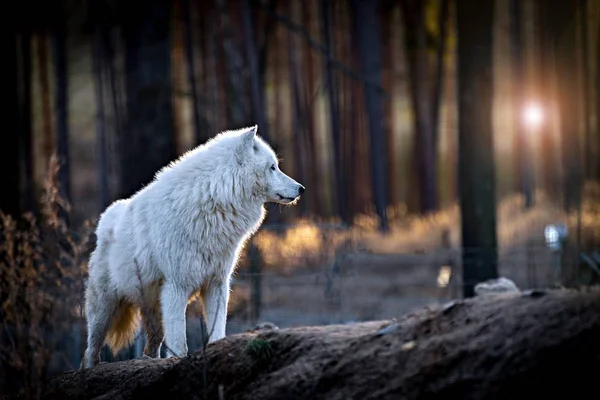 Арктический Волк Canis Lupus Arctos Известный Белый Волк Полярный Волк — стоковое фото