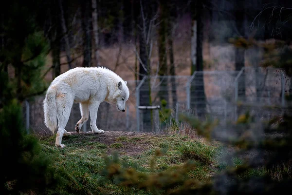 Lobo Ártico Canis Lupus Arctos También Conocido Como Lobo Blanco — Foto de Stock