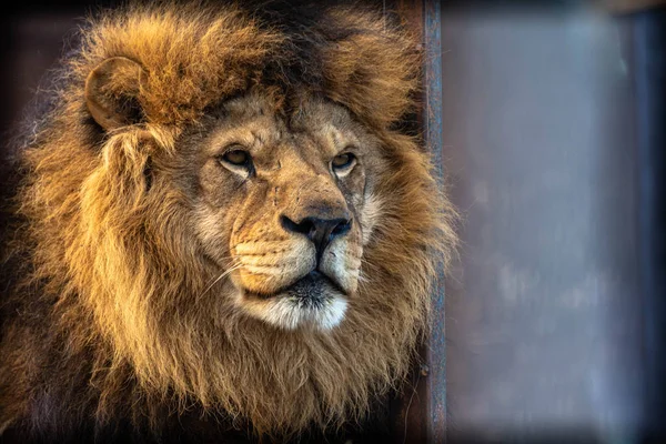 Leeuw Panthera Leo Een Leeuw Uit Familie Felidae — Stockfoto
