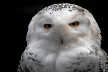 Kar baykuşu (Bubo scandiacus), baykuş familyasından büyük, beyaz bir baykuştur.