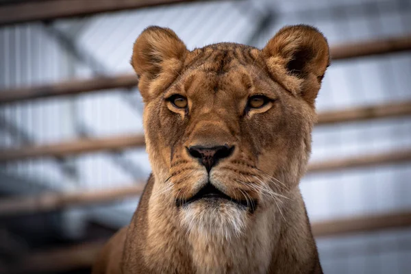 Leeuw Panthera Leo Een Leeuw Uit Familie Felidae — Stockfoto