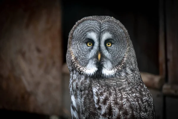 Grote Grijze Uil Strix Nebulosa Een Zeer Grote Uil — Stockfoto