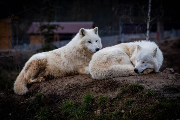 北极狼 Canis Lupus Arctos 又称白狼或极地狼 — 图库照片