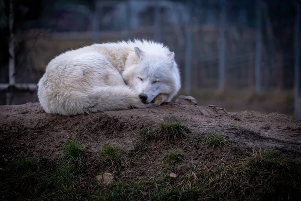 Lobo Ártico Canis Lupus Arctos También Conocido Como Lobo Blanco —  Fotos de Stock