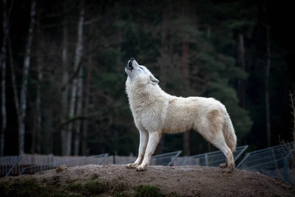 Arctic Wolf Canis Lupus Arctos Also Known White Wolf Polar — Stock Photo, Image