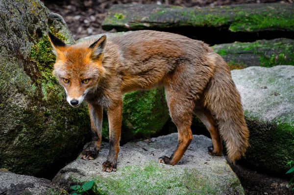 Foxes Small Medium Sized Omnivorous Mammals Belonging Several Genera Family — Stock Photo, Image