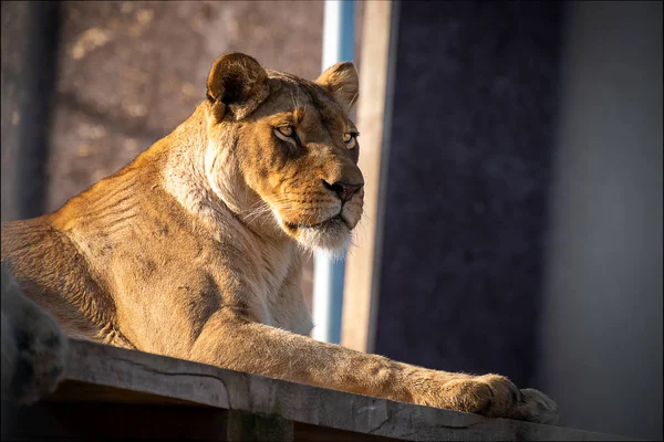 Leeuw Panthera Leo Een Leeuw Uit Familie Felidae — Stockfoto