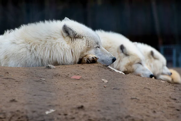 Arctic Wolf Canis Lupus Arctos Also Known White Wolf Polar — ストック写真