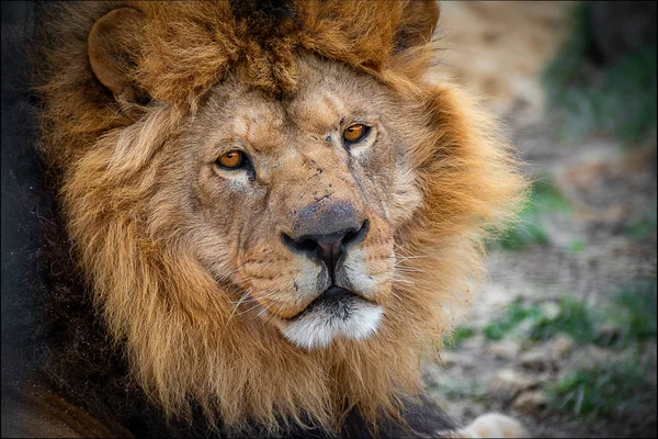 Leeuw Panthera Leo Een Leeuw Uit Familie Felidae — Stockfoto