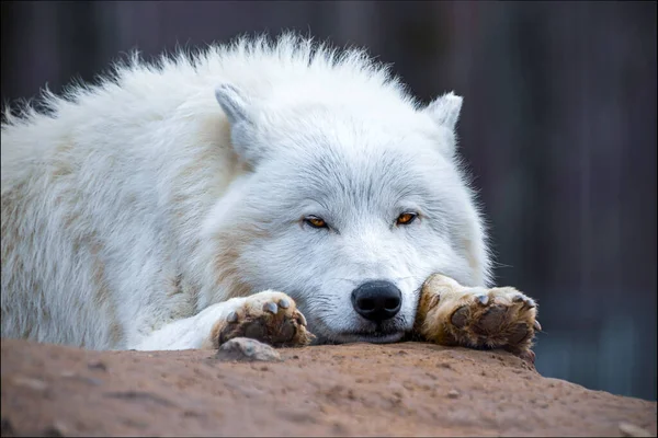 北极狼 Canis Lupus Arctos 又称白狼或极地狼 — 图库照片