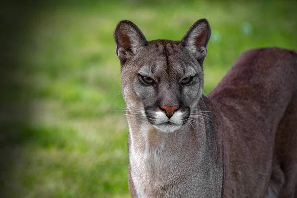 Der Puma Concolor Ist Ein Großer Vertreter Der Unterfamilie Felinae — Stockfoto