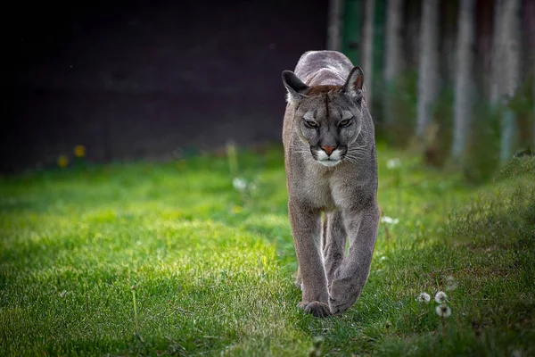 クーガー Puma Concolor 亜科Felinaeの大きな被子植物です アメリカに自生します — ストック写真