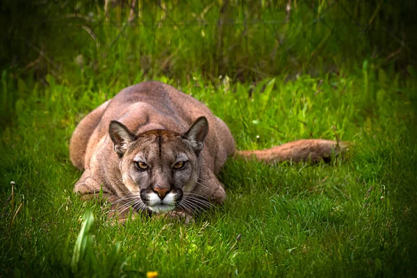 Couguar Puma Concolor Est Grand Félidé Sous Famille Des Felinae — Photo