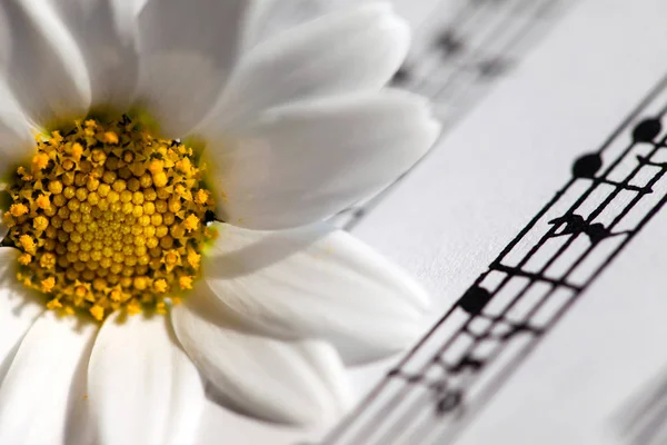 Λευκή Μαργαρίτα λουλούδι στις σημειώσεις μουσική — Φωτογραφία Αρχείου