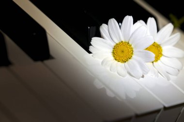 Beyaz papatya çiçek piyano tuşlarını