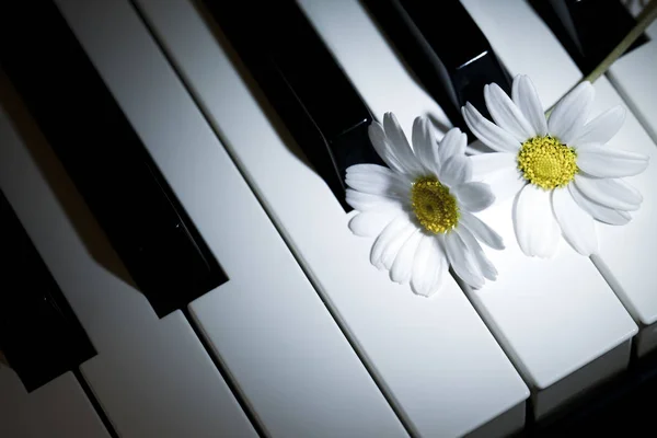 Beyaz papatya çiçek piyano tuşlarını — Stok fotoğraf
