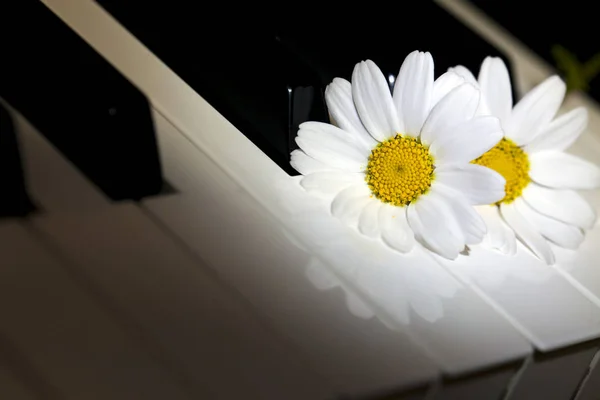 Vita prästkrage blomma på pianotangenter — Stockfoto
