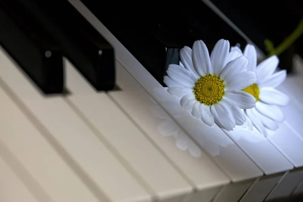 White Daisy Flower on Piano Keys