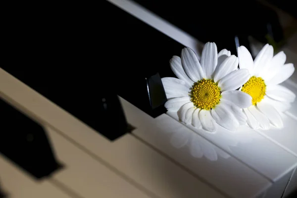 ピアノの鍵盤の白いデイジーの花 — ストック写真