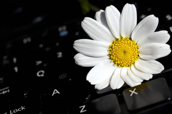 Flor de margarida branca no laptop — Fotografia de Stock