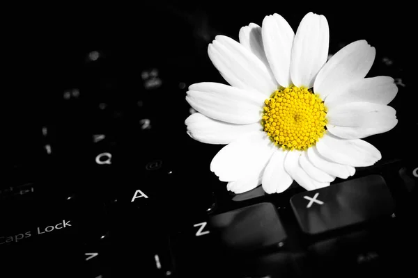 Flor de margarida branca no laptop — Fotografia de Stock