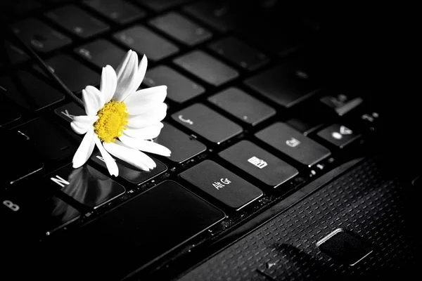 Flor de margarida branca no laptop — Fotografia de Stock